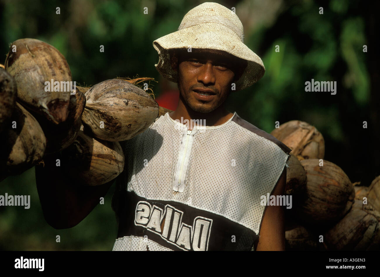 Un uomo torna a casa da piantagioni trasporta un carico di noci di cocco su un palo in tutta la sua spalla Tafua Savaii Samoa Foto Stock