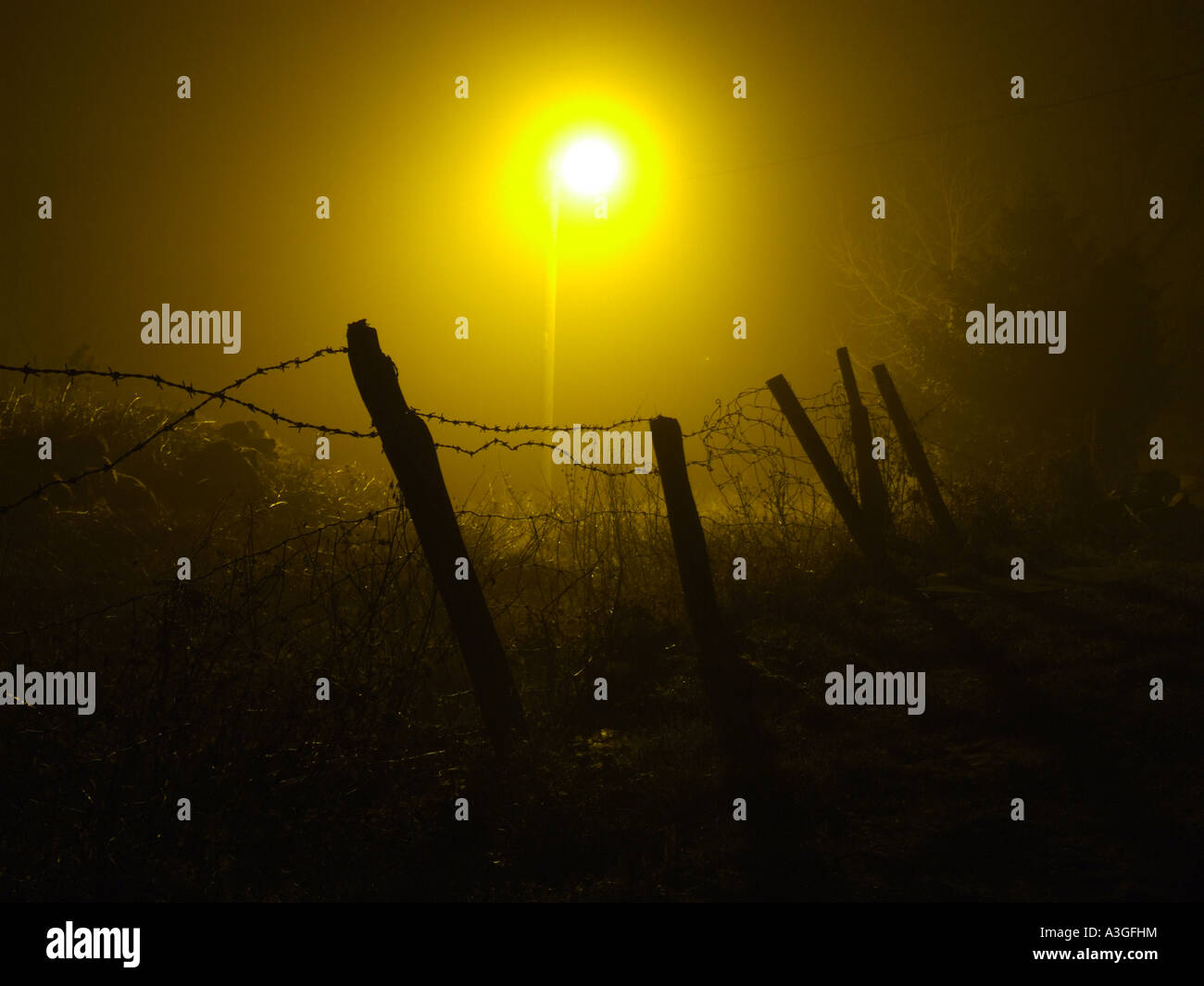 La scena del campo coperto con la nebbia di notte Foto Stock