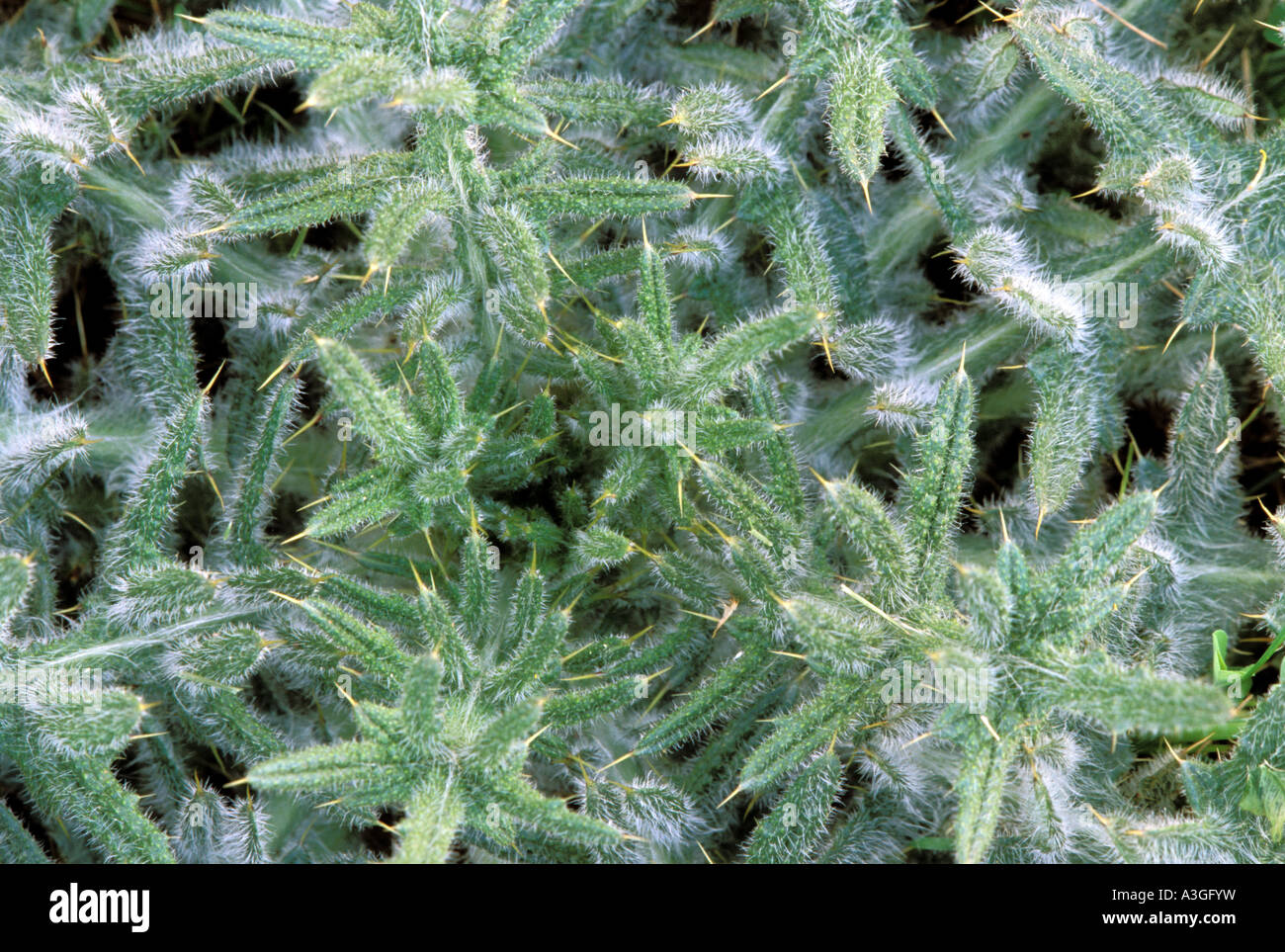 Thistle Foto Stock