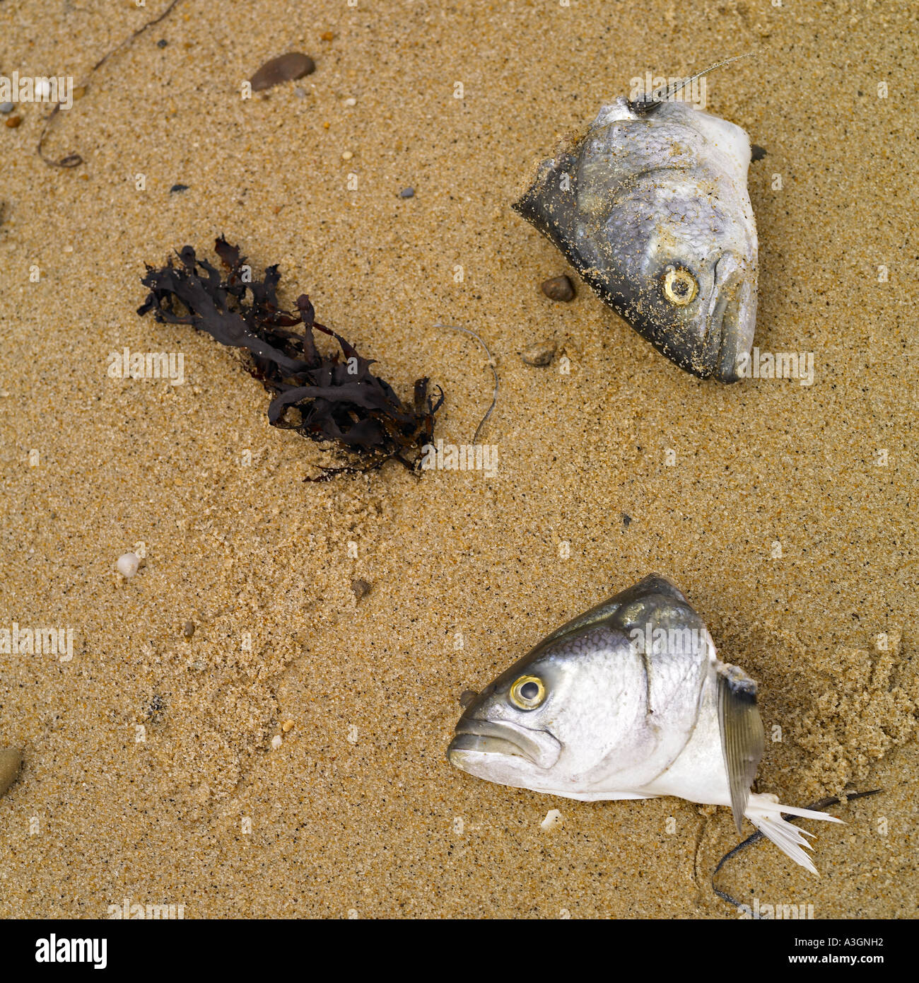 Teste di Pesce nella sabbia Foto Stock