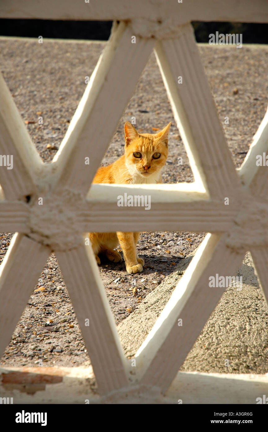 Ginger Tom cat Foto Stock