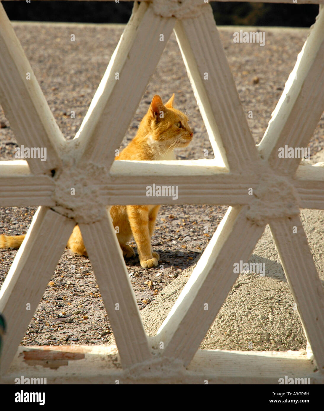 Ginger Tom cat Foto Stock