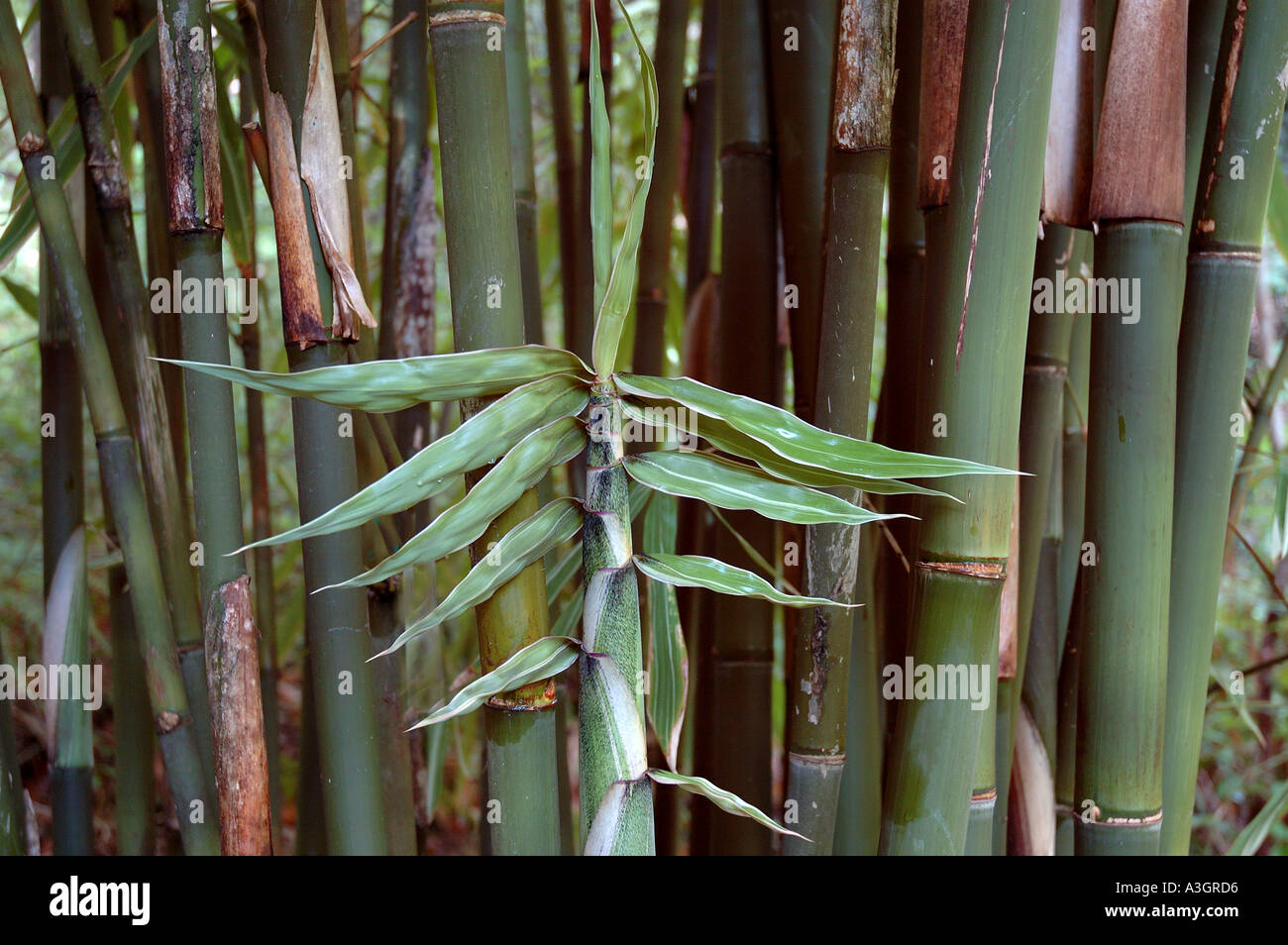 Gigantochloa luteostriata variagated variegato bianco verde giovani germogli foglie con striping Foto Stock
