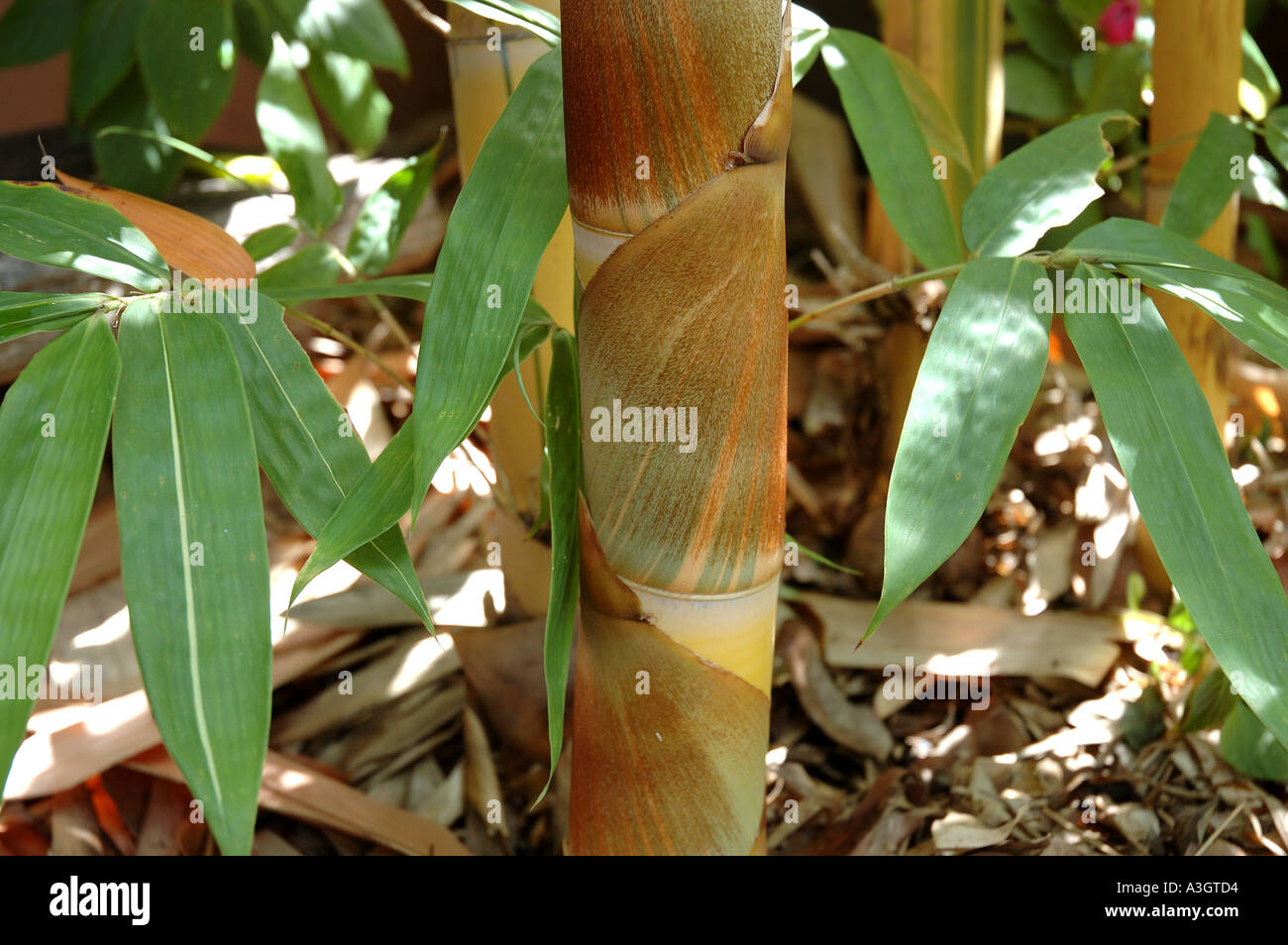 Schizostachyum brachycladum giovani germogli Bali kuning sacro di bambù Buloh lemang nipis silau telang Buho auayang buho Foto Stock