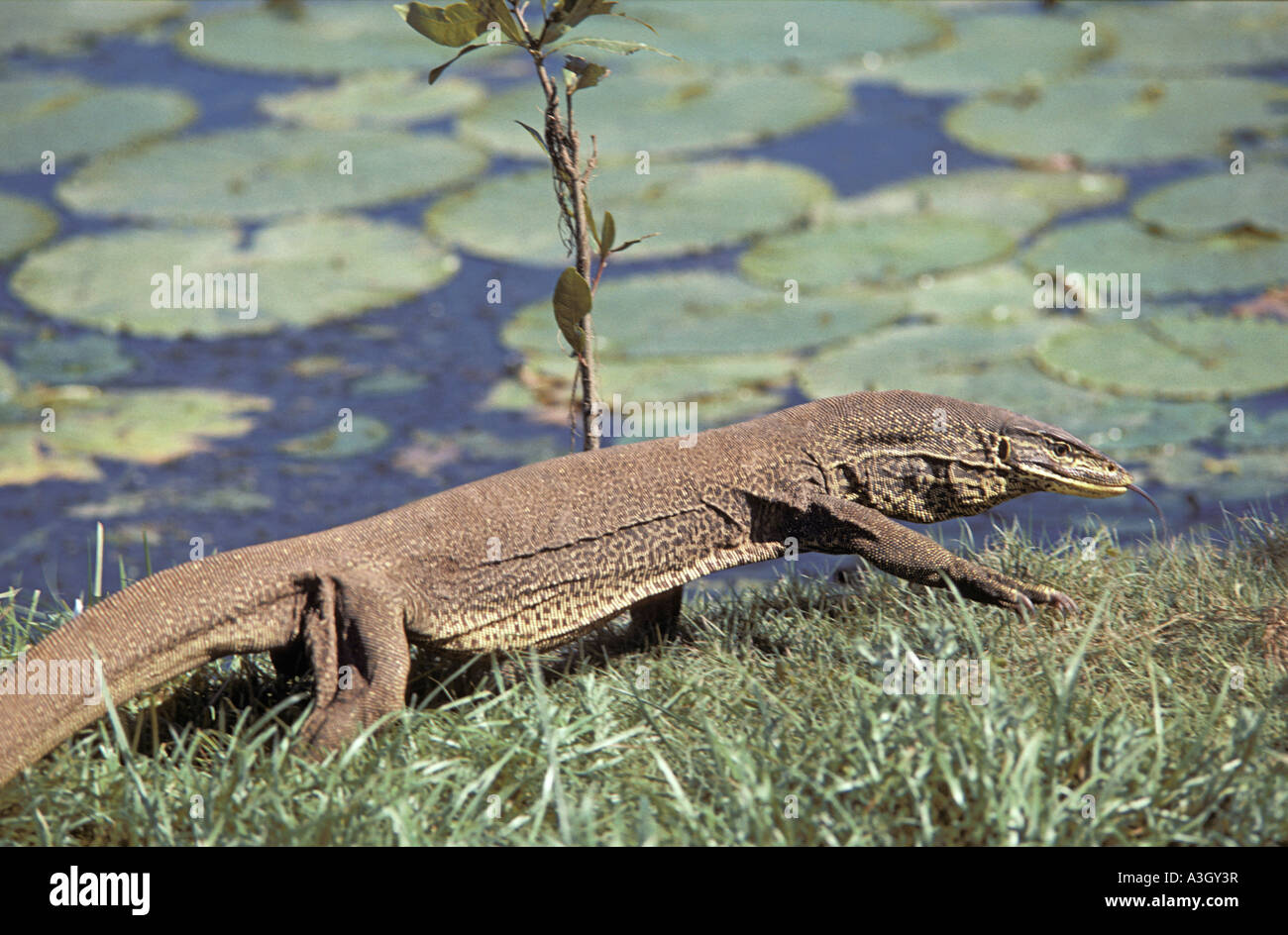 Goulds Monitor acqua Varanus gouldii Kakadu National Park in Australia Foto Stock