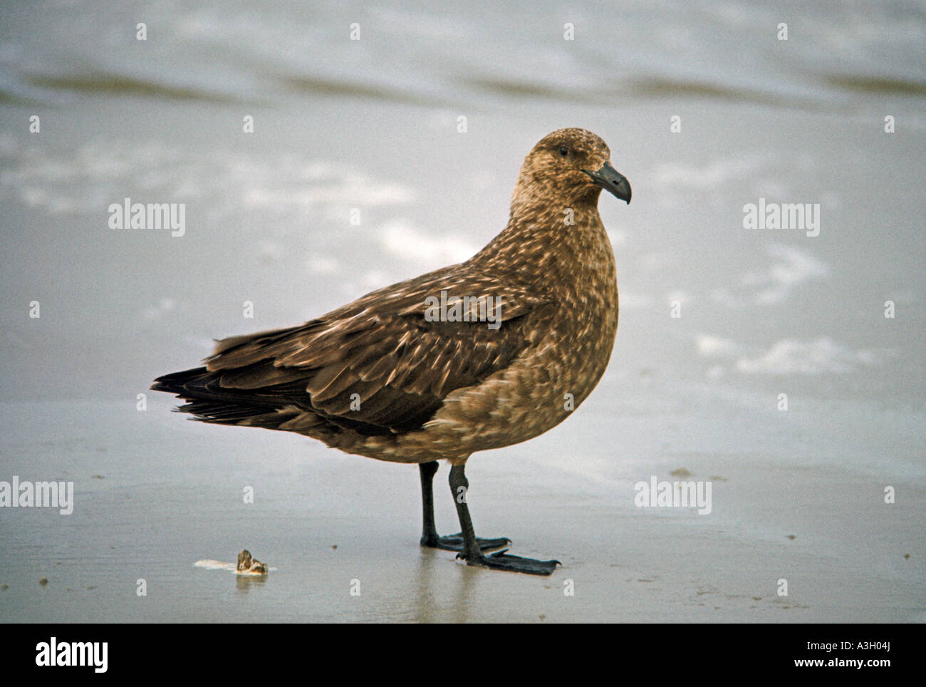 South Polar Skua Stercorarius maccormicki Isola di carcassa nelle Isole Falkland Foto Stock