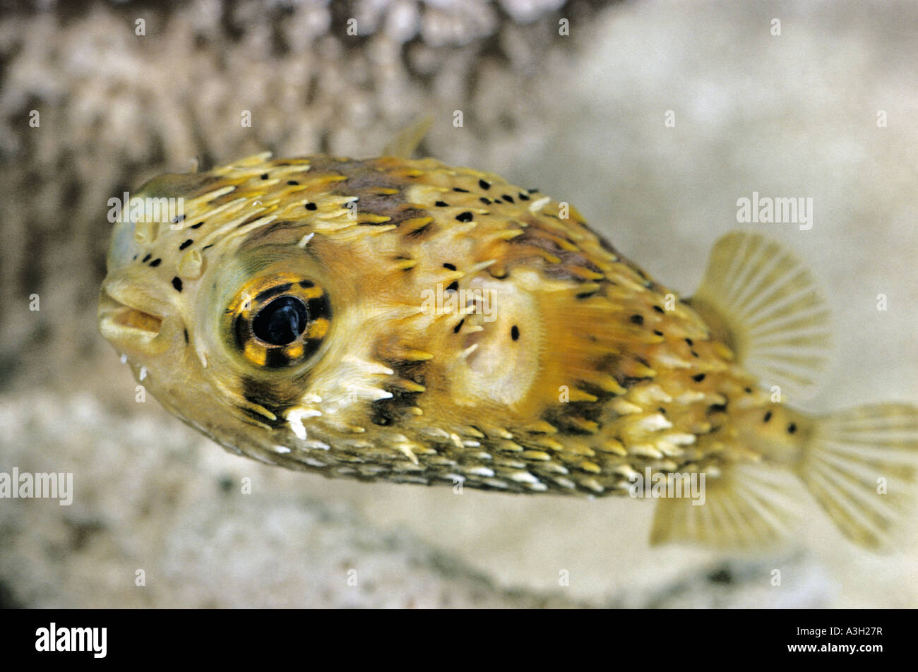 Balloonfish Diodon holocanthus Foto Stock