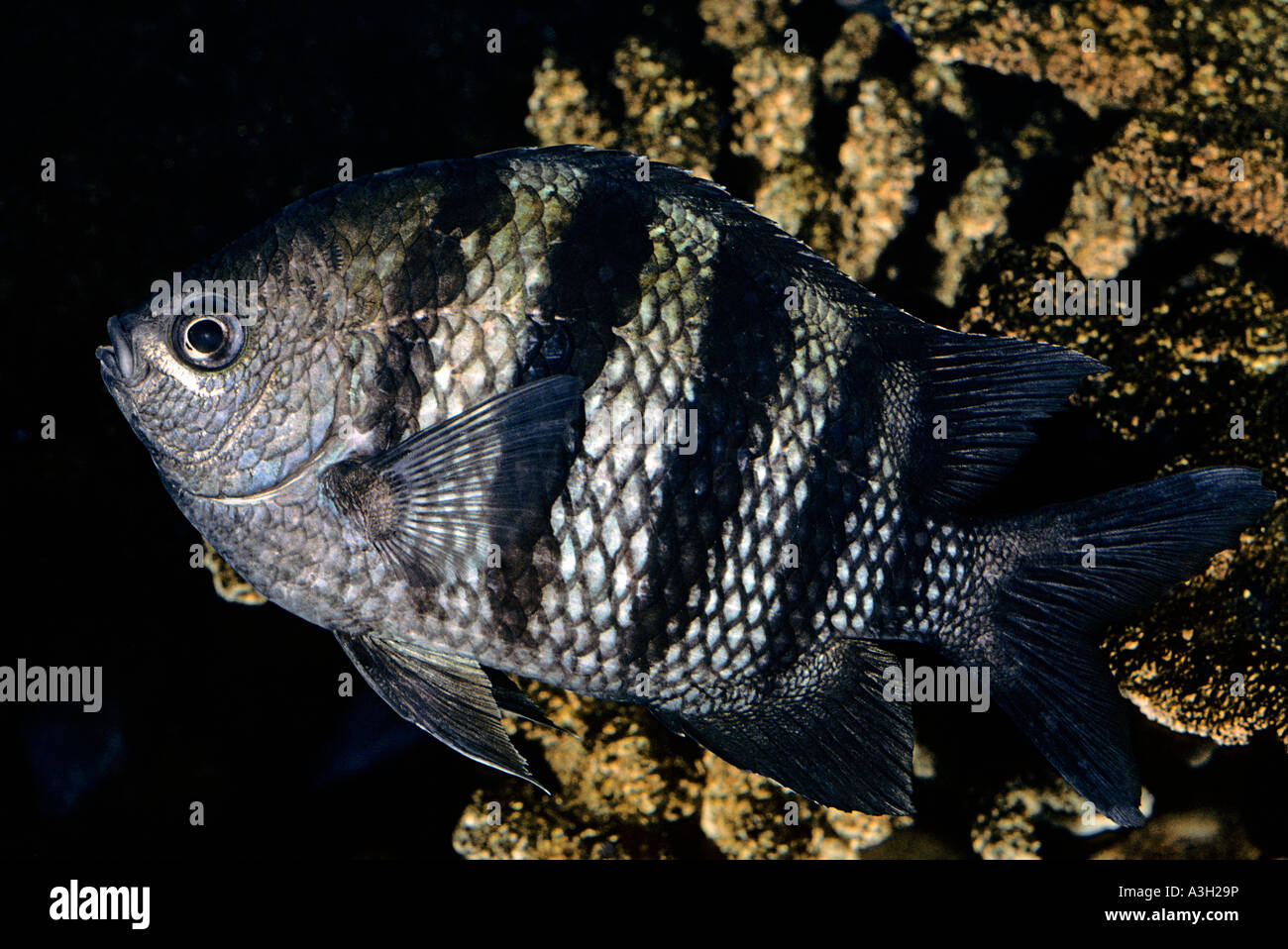 Sergente Maggiore Abudefduf saxatilis Atlantico tropicale Foto Stock