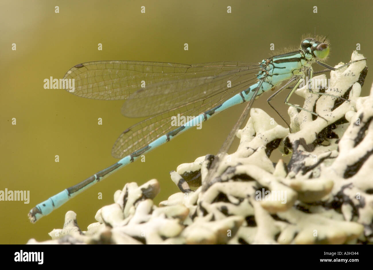 Comune damselfly blu sui licheni Foto Stock