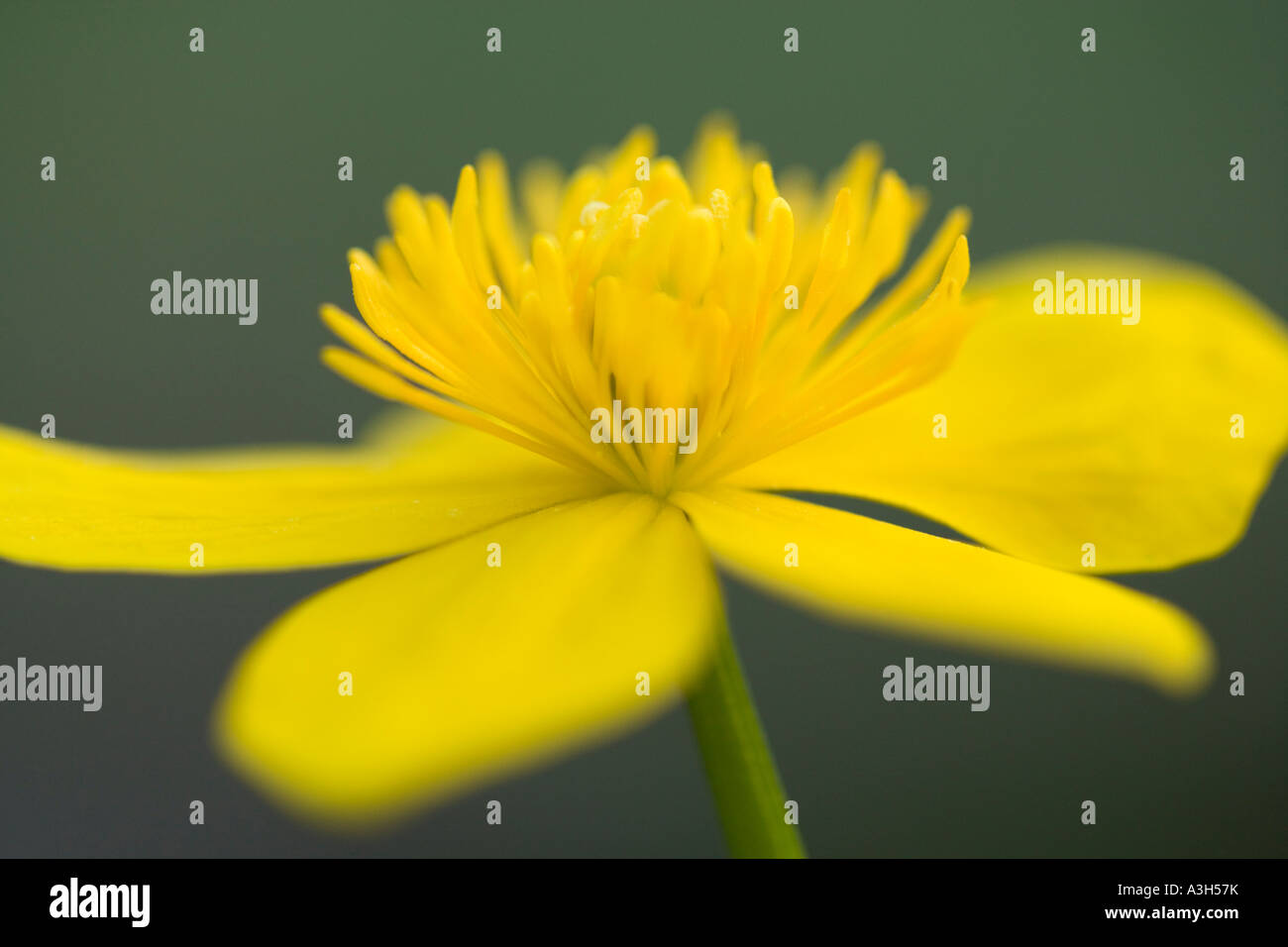 Marsh calendula, Caltha palustris Foto Stock Marsh calendula, Caltha palustris Foto Stock