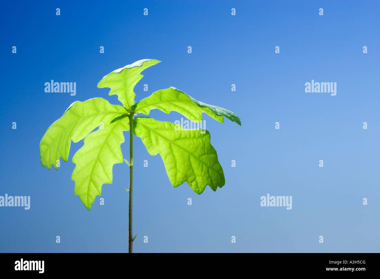 Oak tree piantina Foto Stock