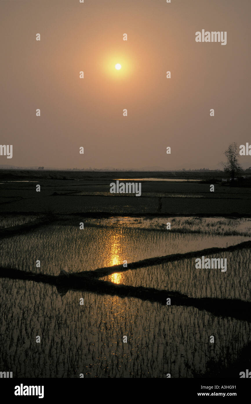 Terrazzamenti risaie al tramonto del Vietnam Foto Stock