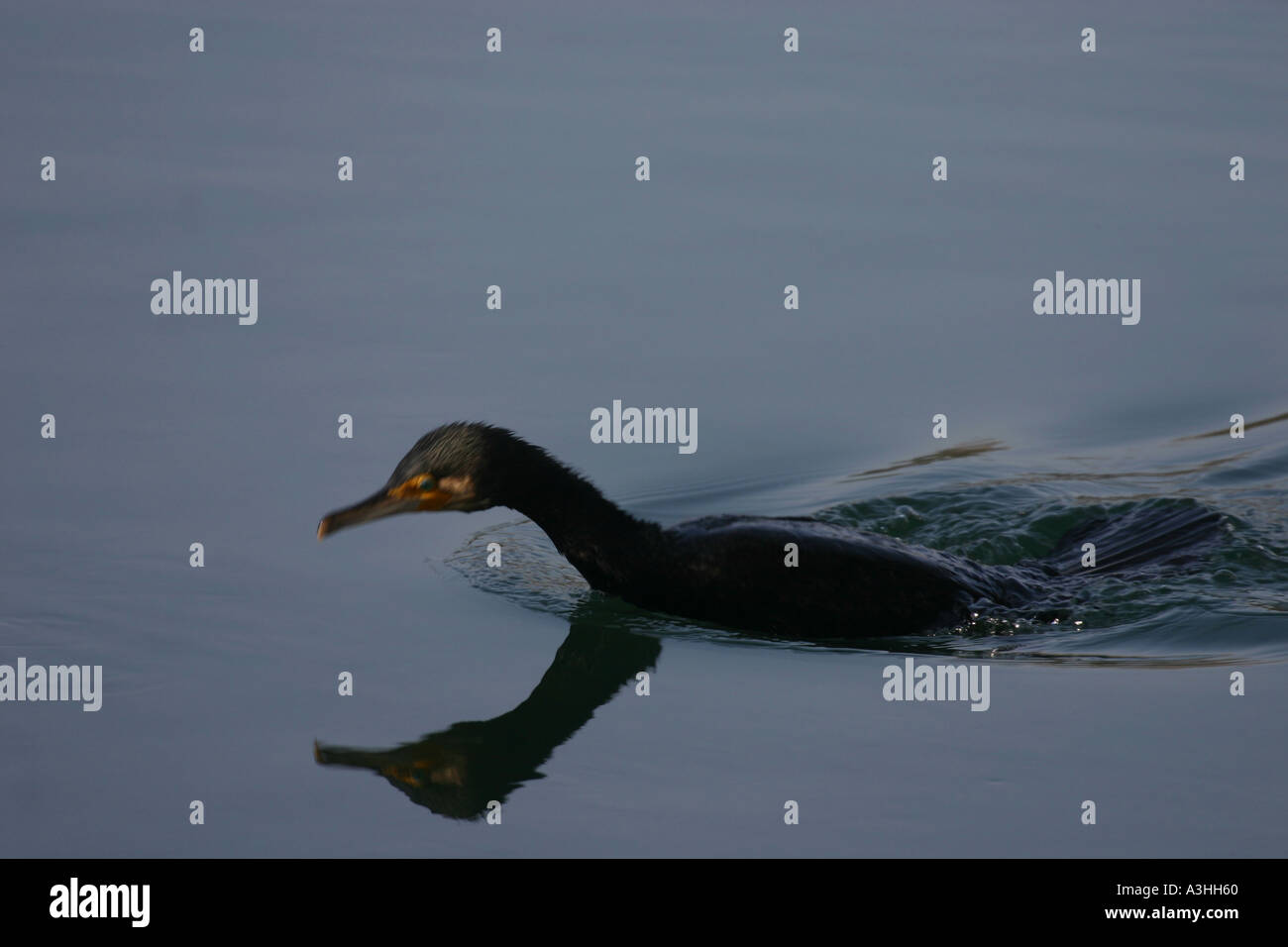 Cormorano pesca nel fiume Aare Svizzera 4 foto di 26 Foto Stock
