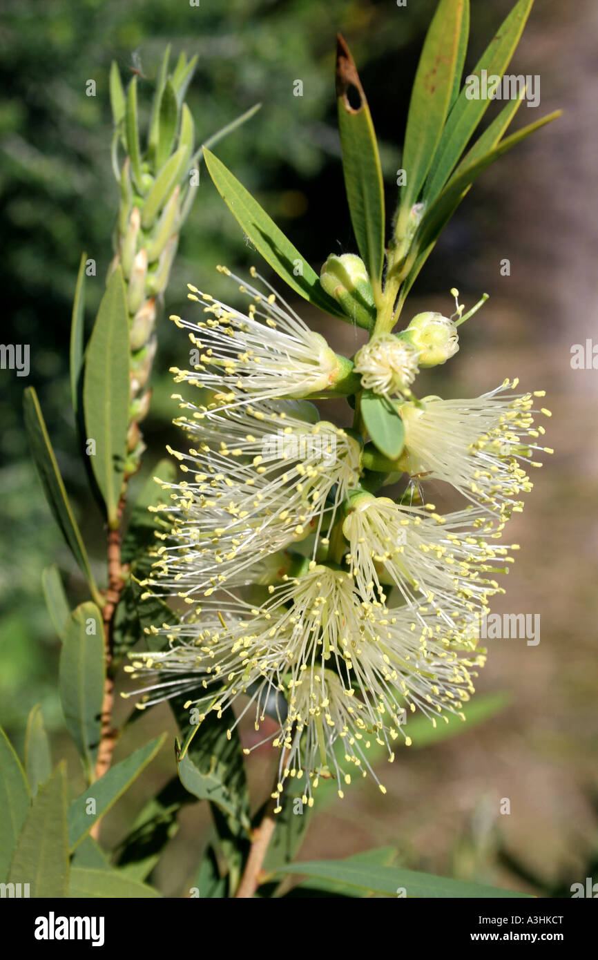 Ade 629 Australia,ampio-foglia di tè-tree (Melaleuca qinquinervia) Foto Stock