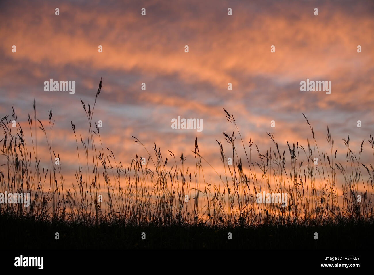 Silhouette di specie unimproved ricchi pascoli calcarei al tramonto su Cotswold Way, REGNO UNITO Foto Stock