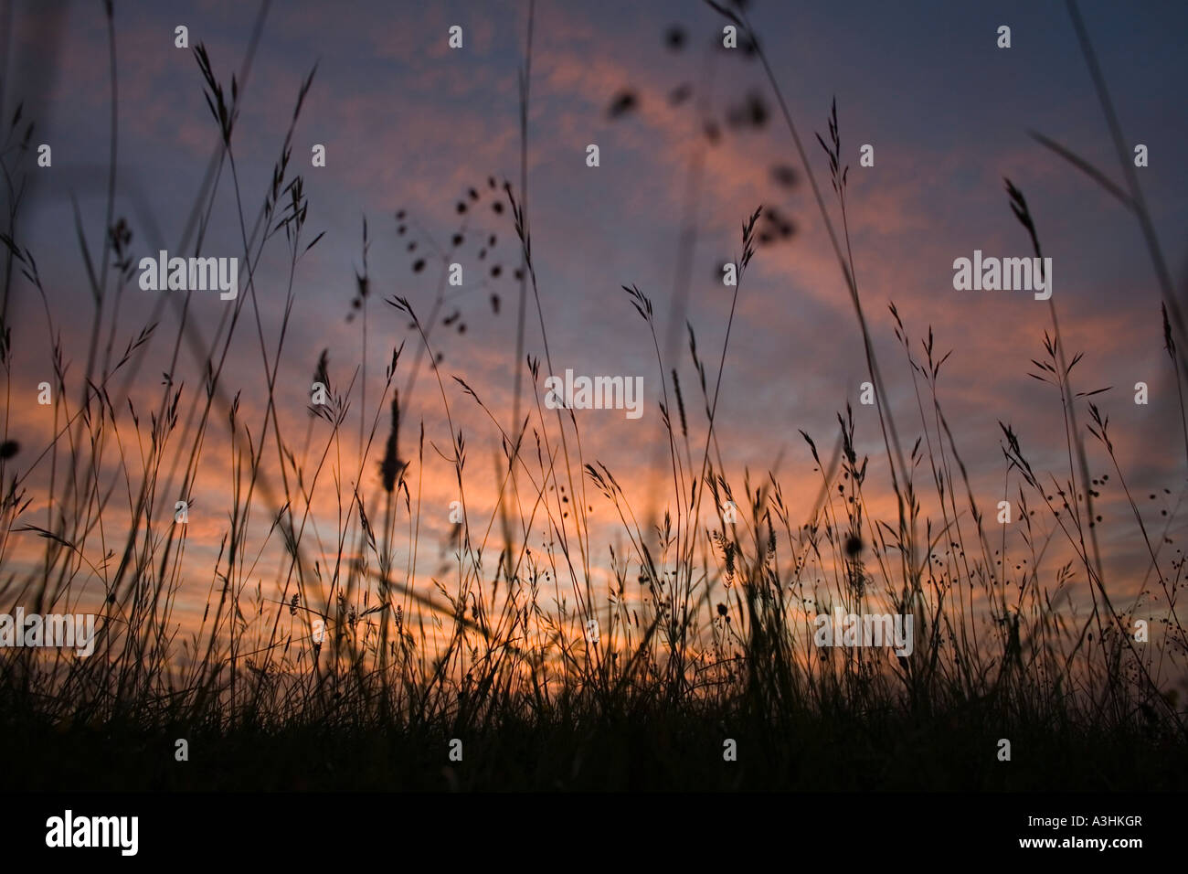 Silhouette di specie unimproved ricchi pascoli calcarei al tramonto su Cotswold Way, REGNO UNITO Foto Stock