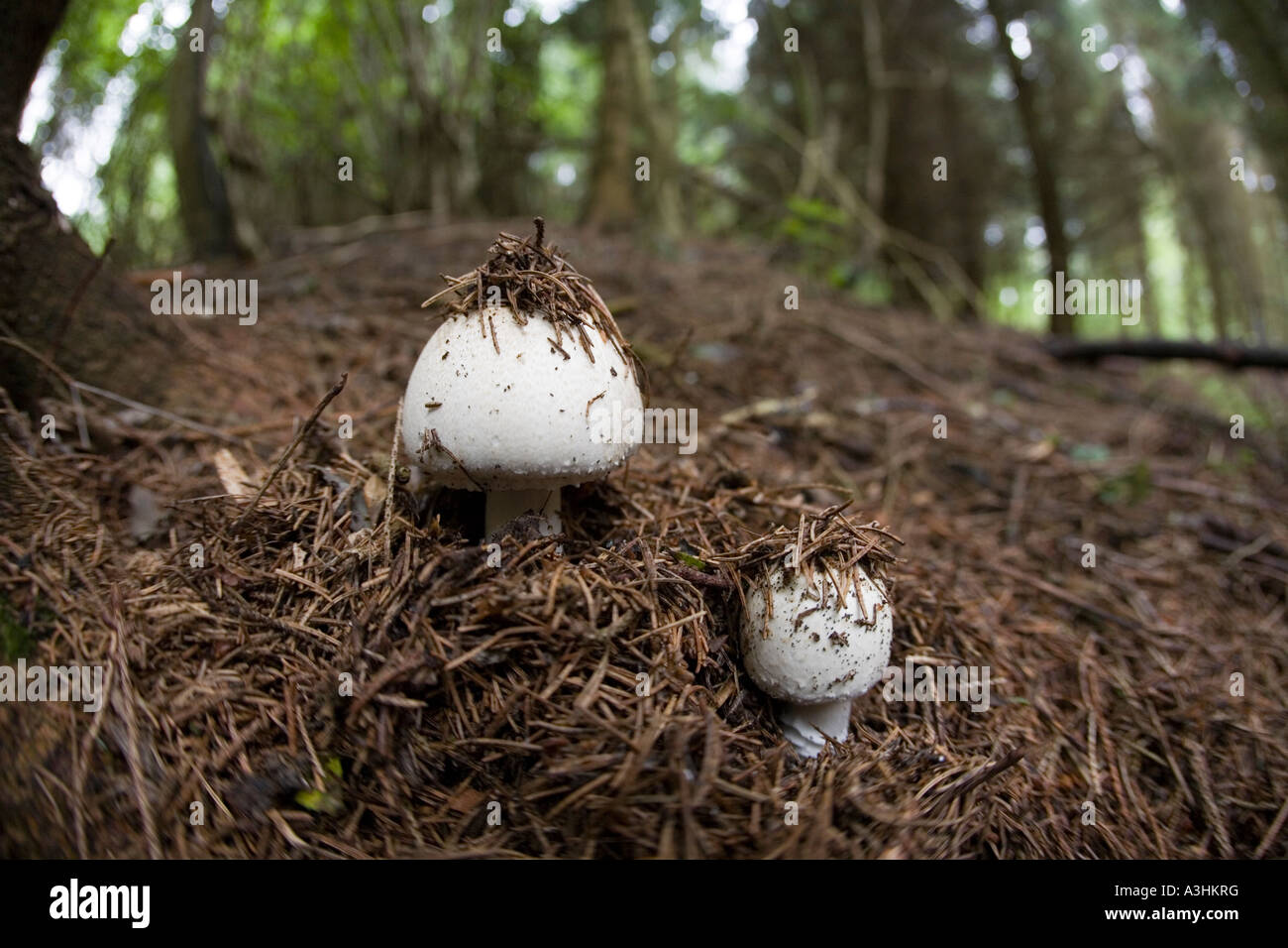 Funghi emergente dal suolo della foresta legno Lineover GLOUCESTERSHIRE REGNO UNITO Foto Stock