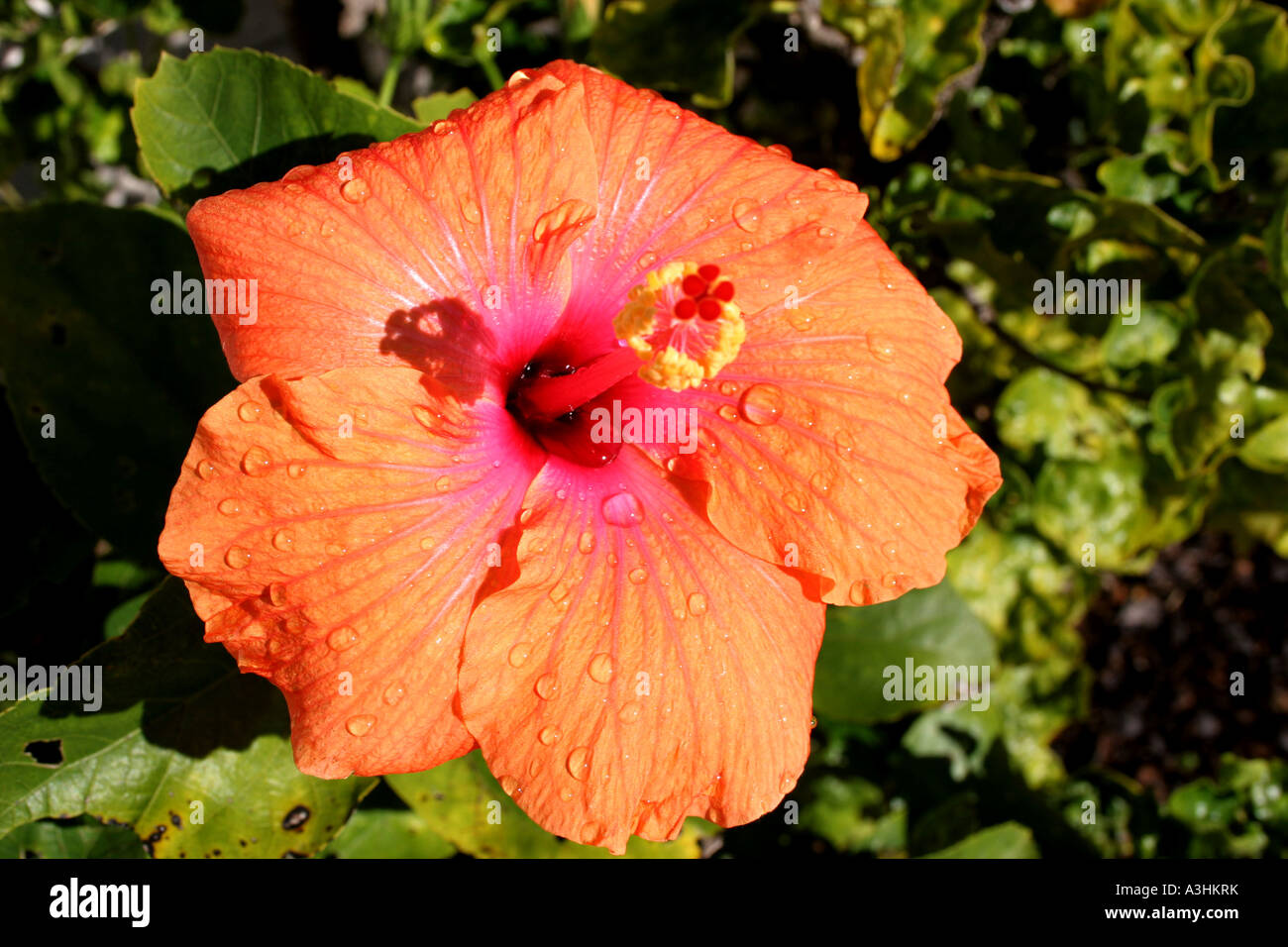 Ade 583 Orange Hibiscus Foto Stock