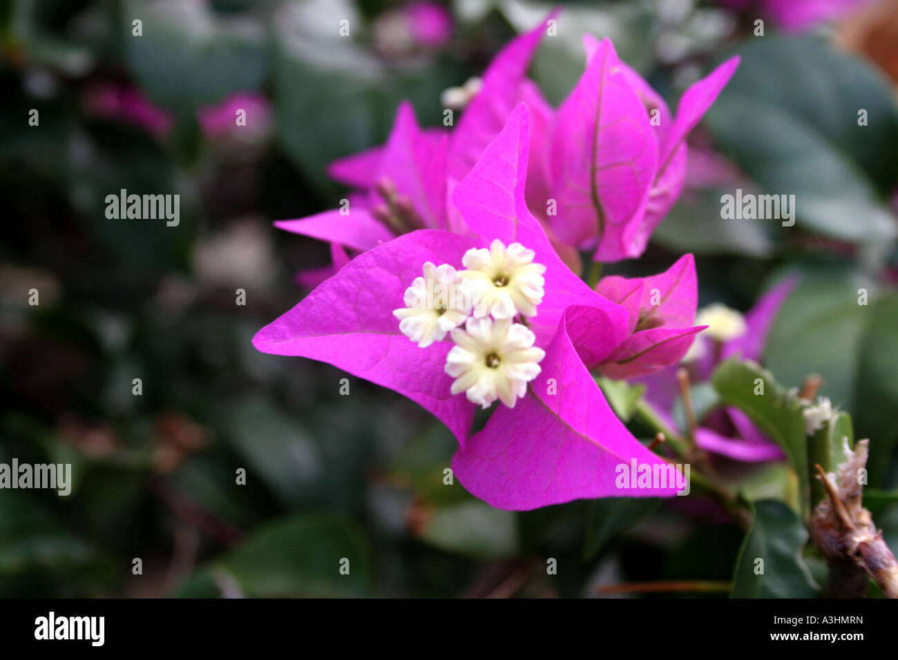 Ade 454 Comune di bouganville viola o fiori di carta(Bougainvillea glabra magnifica) Foto Stock