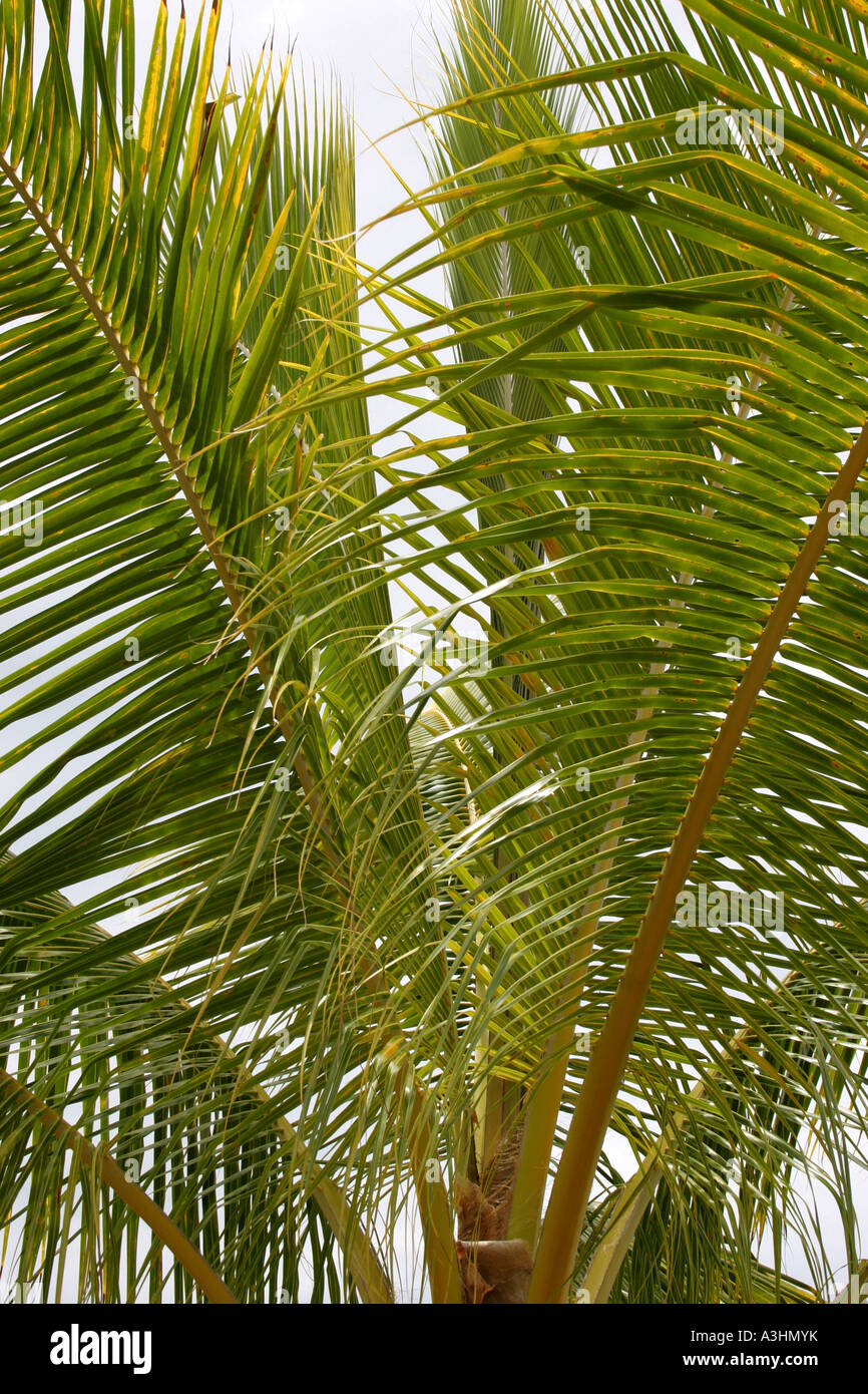 Ade 439 Palm-fronde,close-up Foto Stock