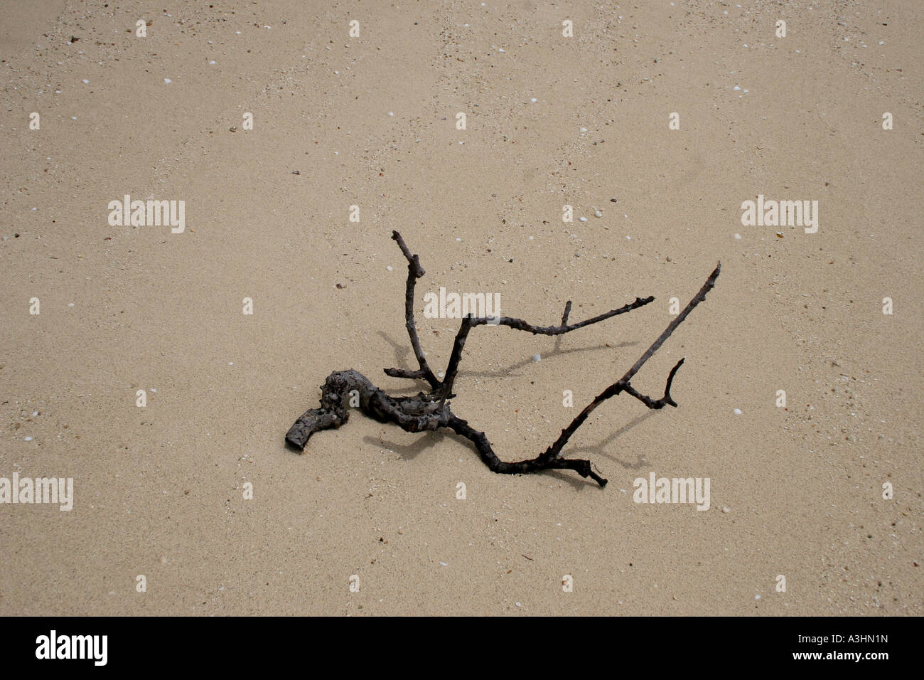 Ade 431 Driftwood Foto Stock