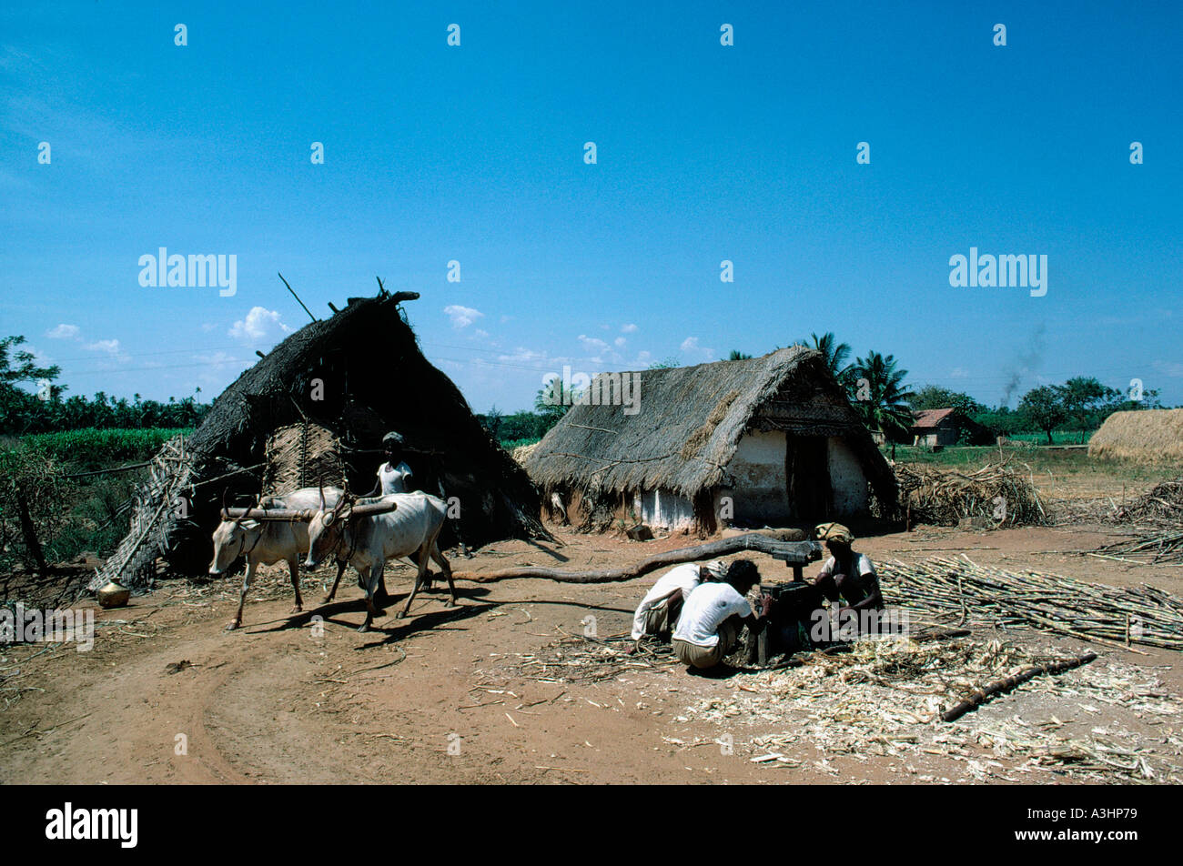 Coltivatori di canna da zucchero succo di fresatura stato di tamilnadu india Foto Stock