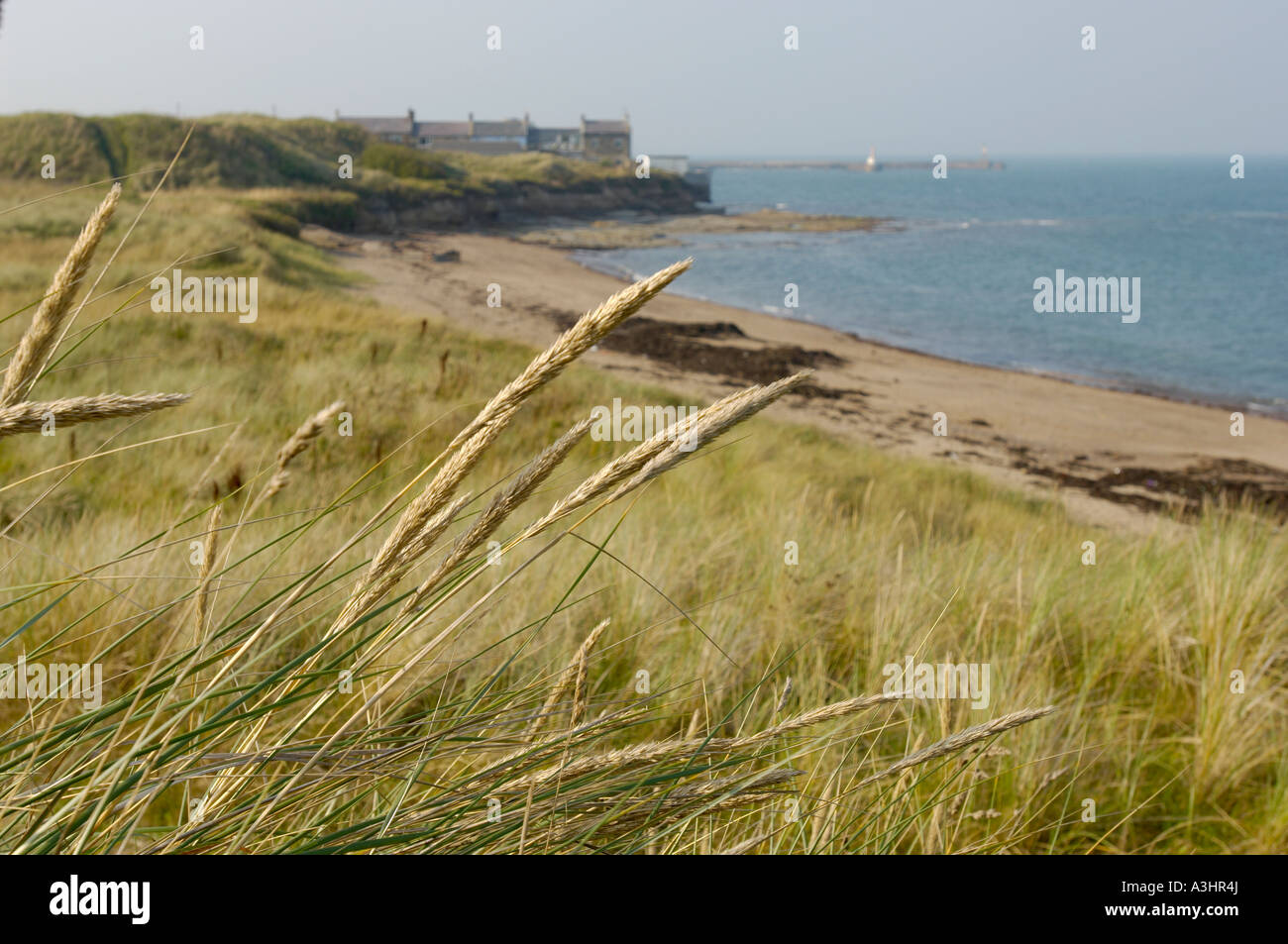 Ambble Link Beach nel Northumberland, fotografata dalle dune di sabbia che guardano verso il Mare del Nord. REGNO UNITO Foto Stock