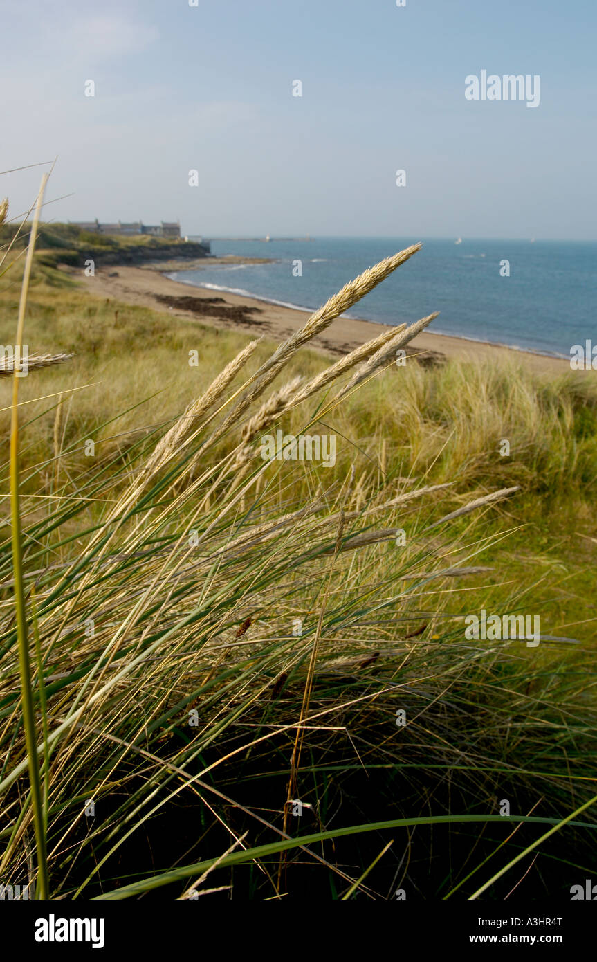 Ambble Link Beach nel Northumberland, fotografata dalle dune di sabbia che guardano verso il Mare del Nord. REGNO UNITO Foto Stock