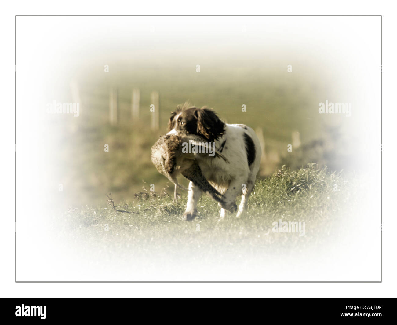 Springer Spaniel cane con fagiano in bocca Foto Stock
