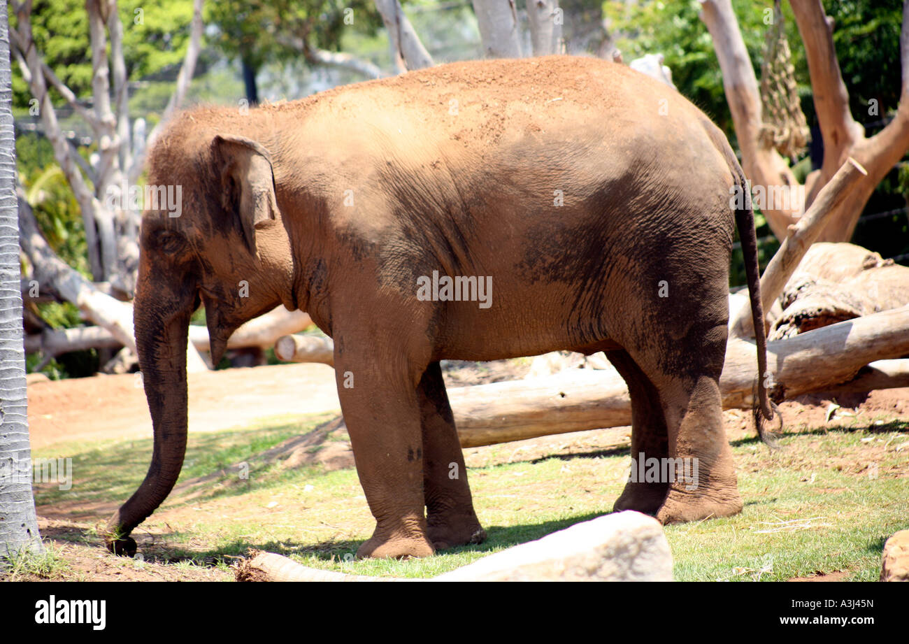 Elefante asiatico al Taronga Zoo, Sydney, Australia Foto Stock