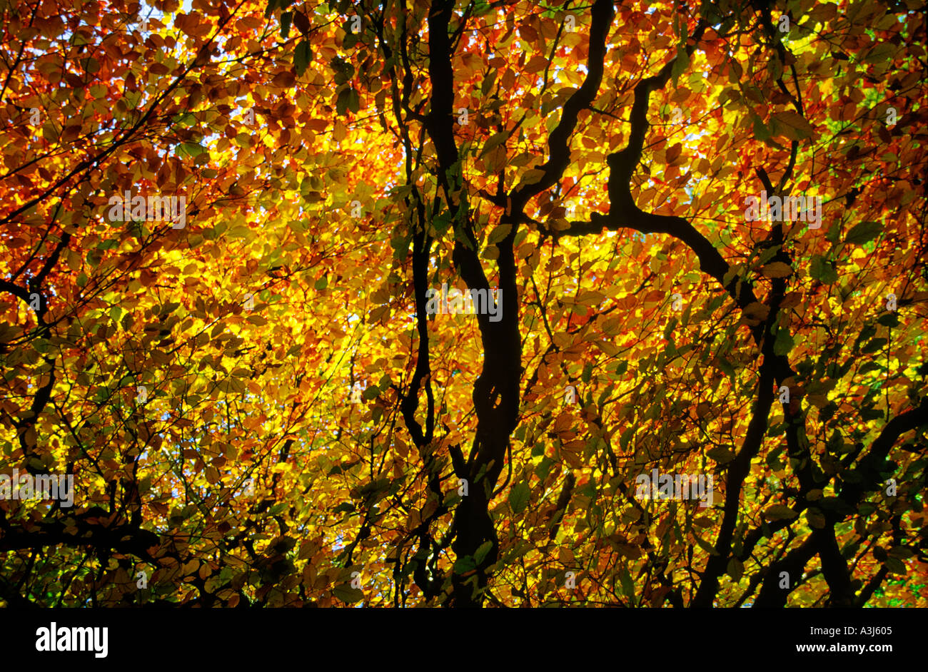 Golden Autumn Leaves Windermere Lake District Cumbria Inghilterra England Foto Stock