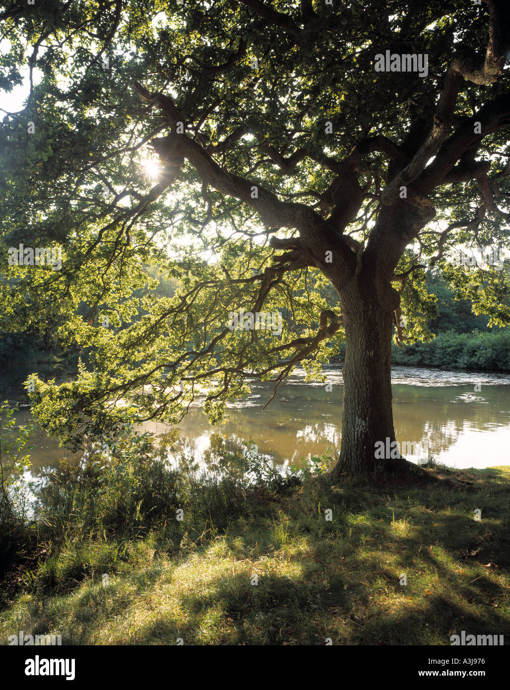 Albero di quercia vicino laghetto Foresta di Dean GLOUCESTERSHIRE England Regno Unito Foto Stock