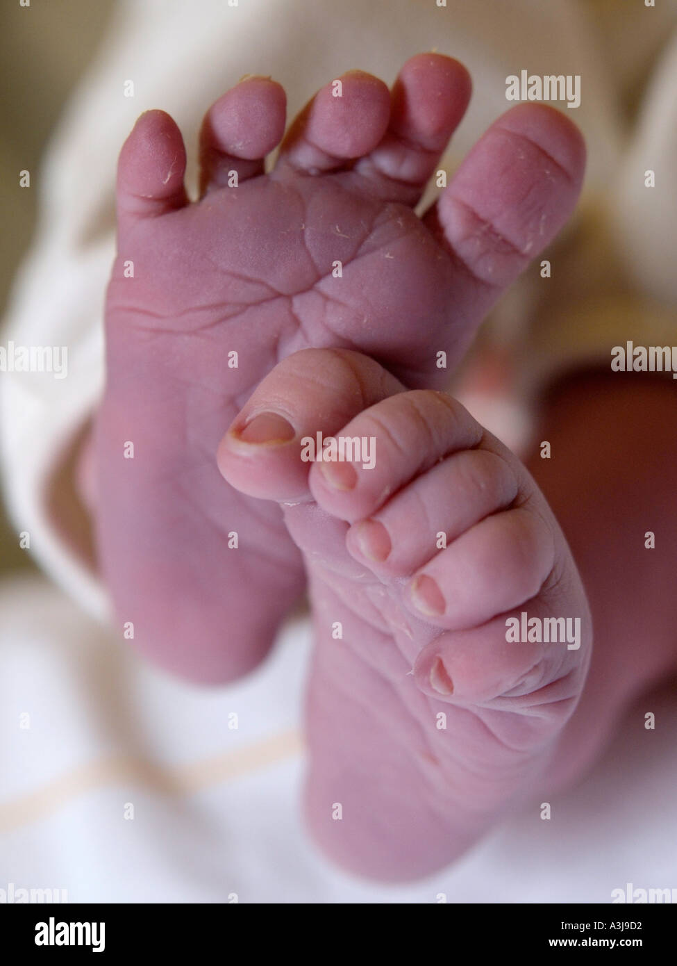 Po stropicciato piedi del bambino di un neonato fotografato circa quindici minuti dopo la nascita Foto Stock