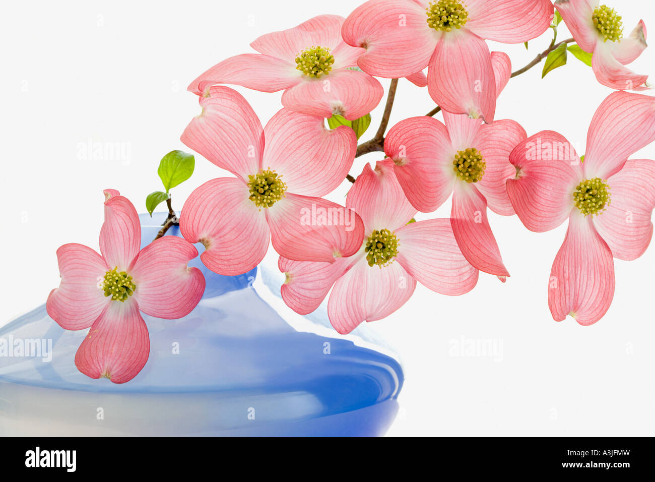 Fiore di corniolo Foto Stock