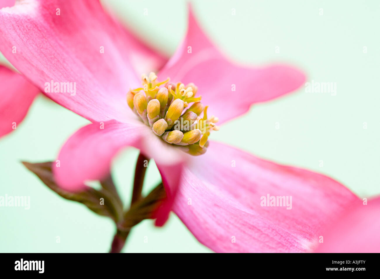 Fiore di corniolo Foto Stock