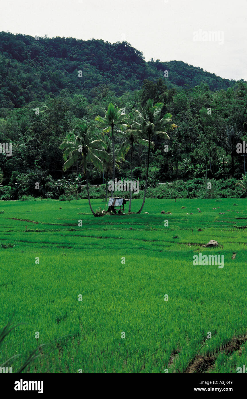 Terrazze di riso vicino alla città di Bukittinggi isola di Sumatra, Indonesia Foto Stock