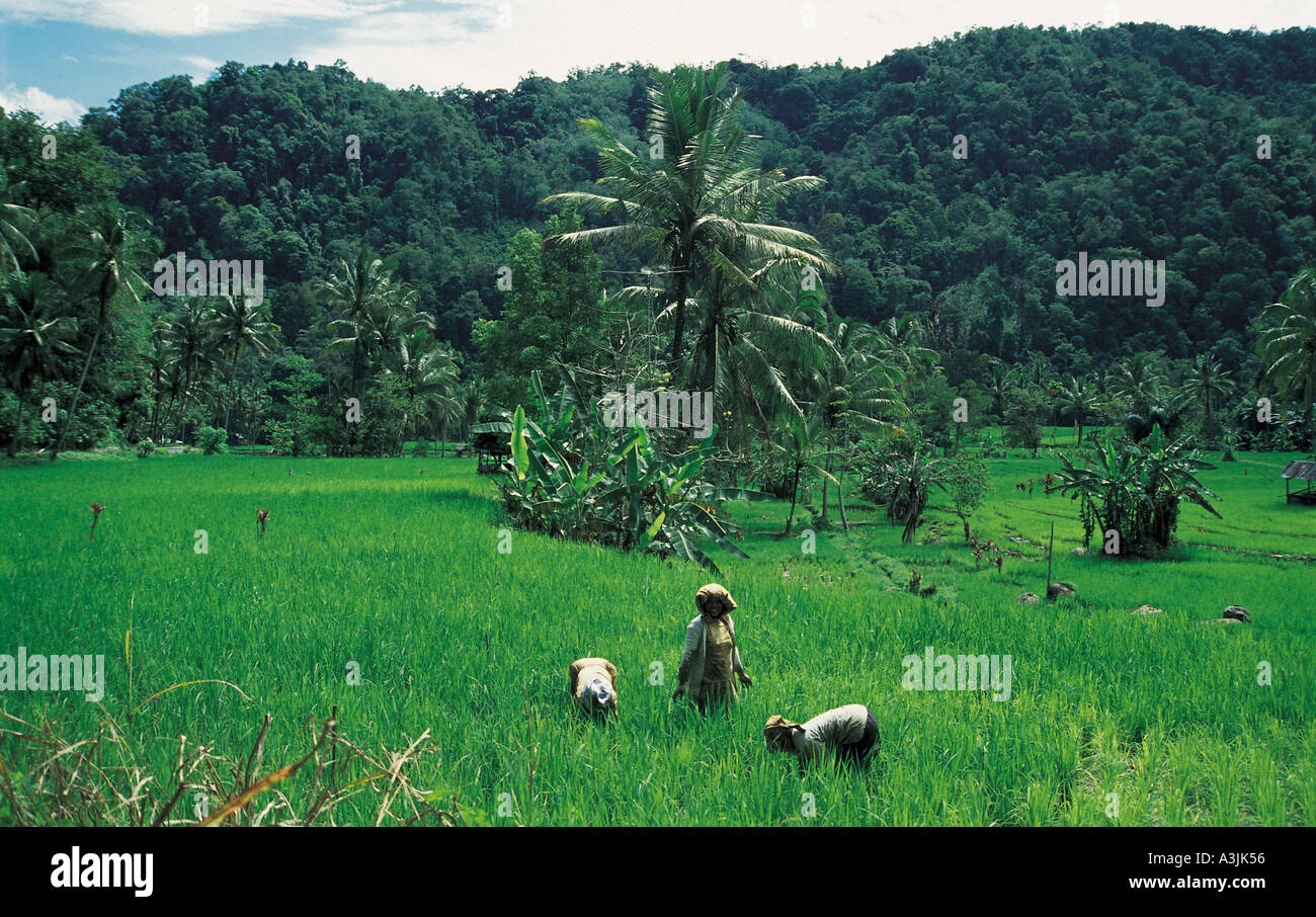 Risaie vicino alla città di Bukittinggi isola di Sumatra, Indonesia Foto Stock