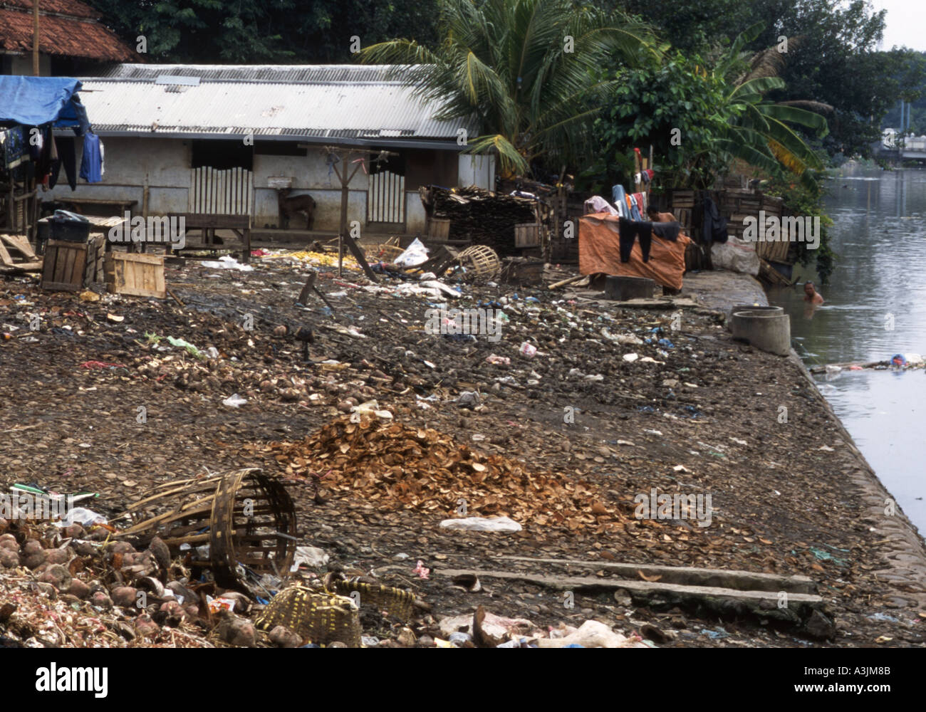 Uomo locale di balneazione in pesantemente il fiume inquinato circondato da garbage in baraccopoli zona di Kalipokor Surabaya East Java Foto Stock