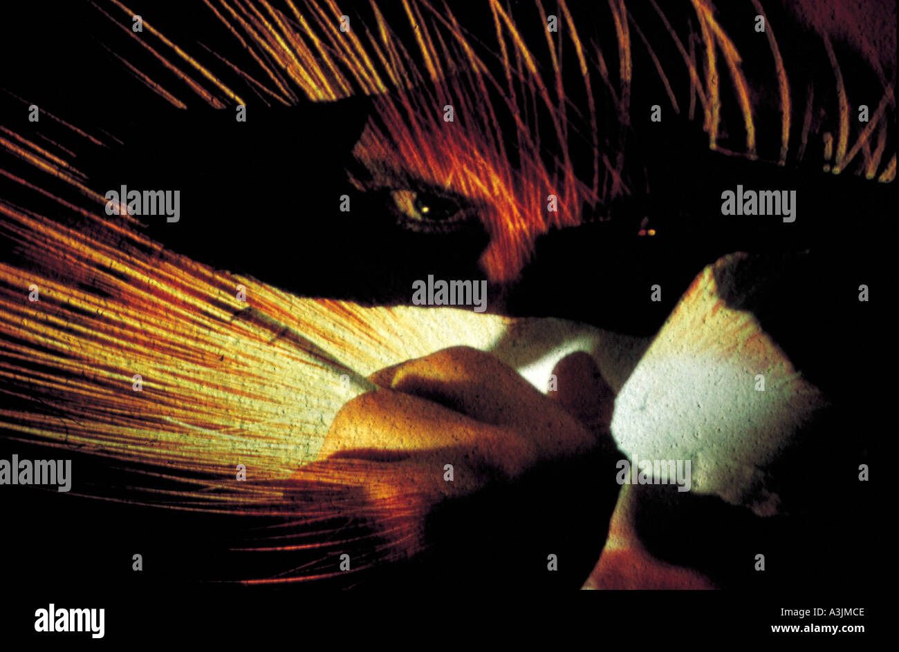 Ritratto di sciamano nella sua incarnazione felina Foto Stock