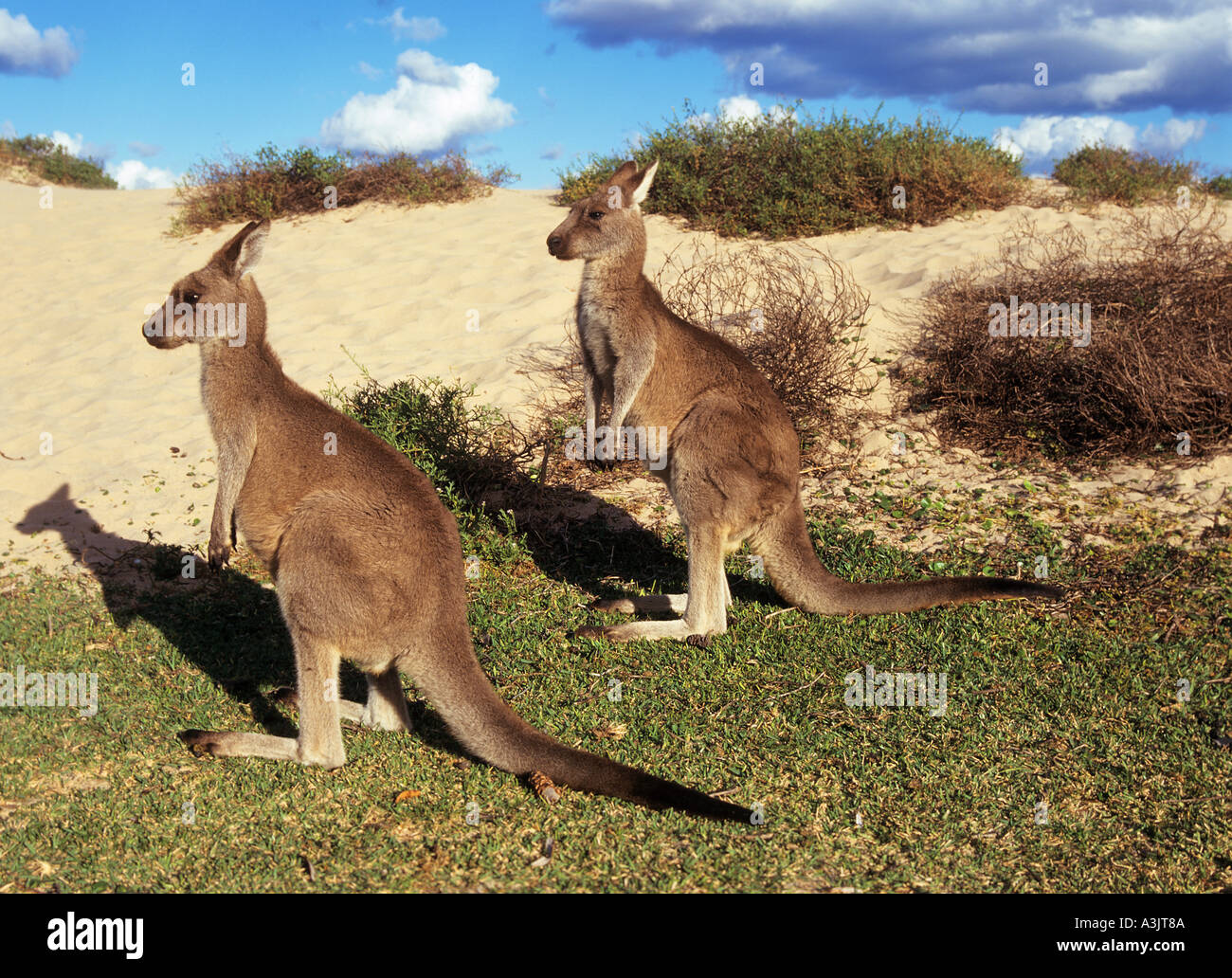 Due grigio orientale canguri /, Macropus giganteus Foto Stock