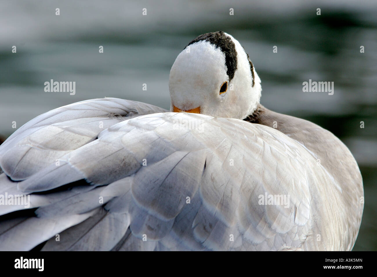 Ritratto di un bar intitolata Goose Anser indicus con la sua testa sepolto nella sua piume e gli occhi quasi chiusa presa a Dawlish Foto Stock