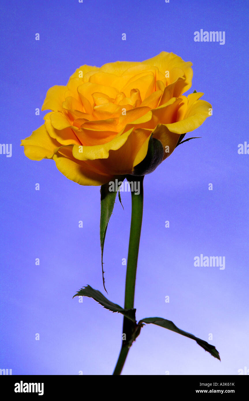 Unica rosa gialla stelo su una pianura luminosa sullo sfondo blu Foto Stock