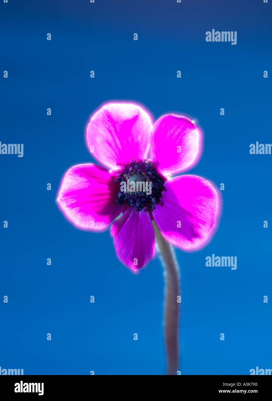 Un unico fiore rosa su sfondo blu formato verticale con un effetto solarised Foto Stock