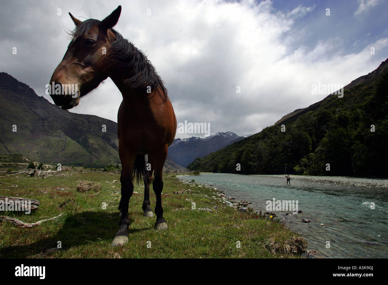 Un cavallo selvaggio accanto al fiume Lochy, vicino a Queenstown Nuova Zelanda uno dei migliori fiumi al mondo per la pesca a mosca Foto Stock