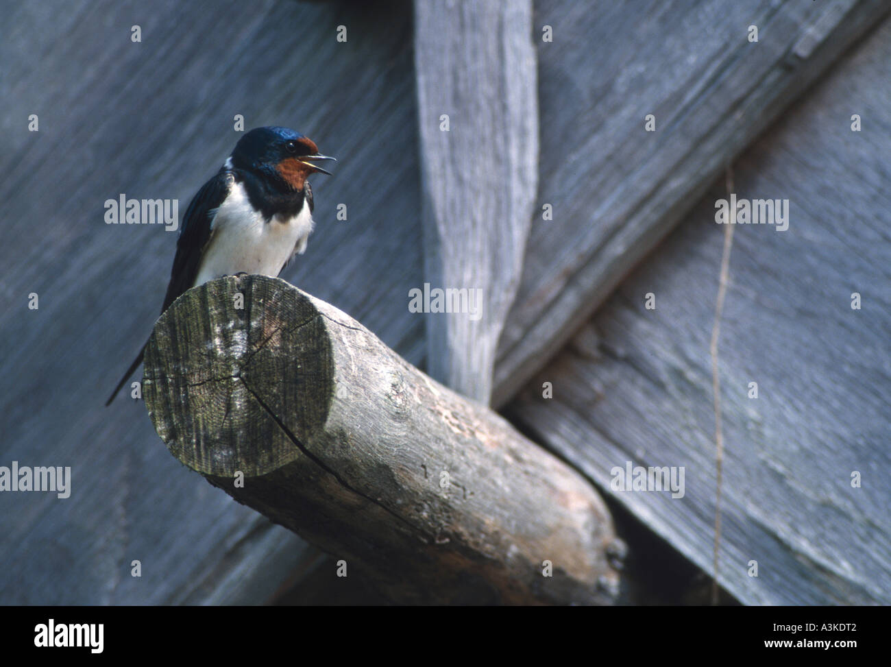 Barn Swallow (Hirundo rustica), chiamando, Eketorp, Isola di Oeland, Svezia Foto Stock