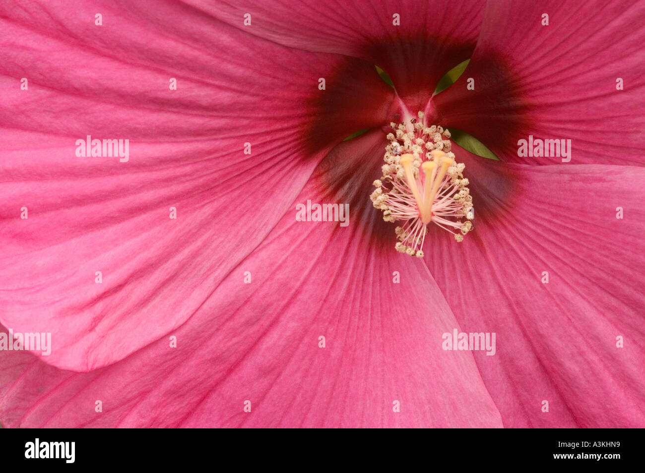 In prossimità del centro di una luminosa viola di fiori di ibisco Foto Stock