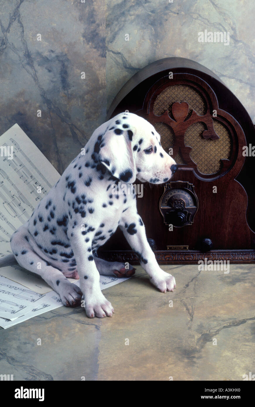 Cucciolo dalmata con la vecchia radio e foglio di musica Foto Stock