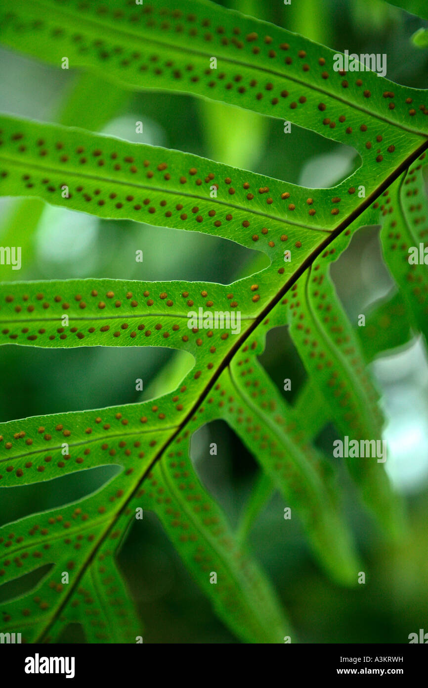 Spore sulle fronde di felce Foto Stock