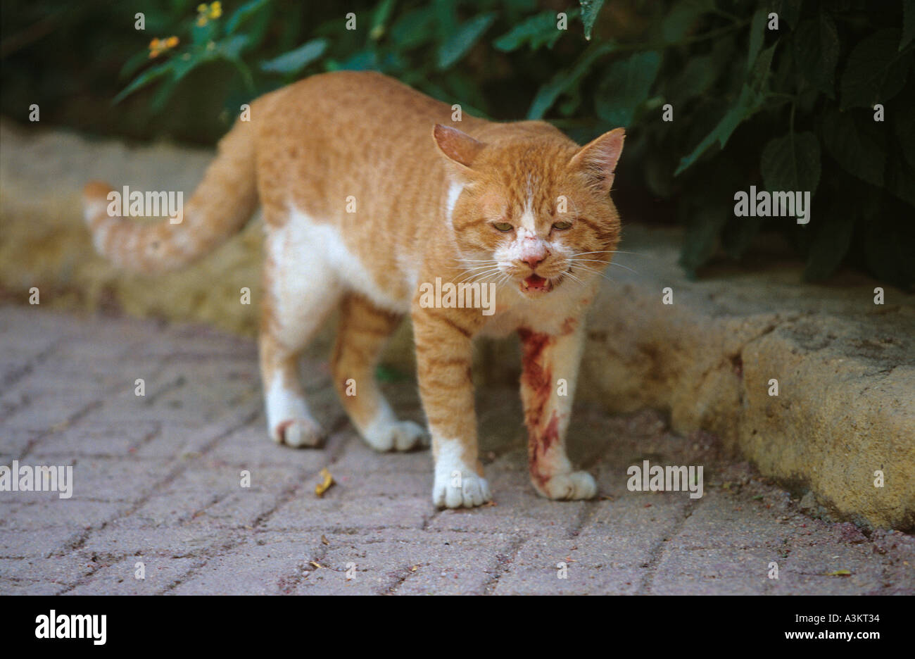 Feriti il gatto domestico tomcat dopo la lotta Foto Stock