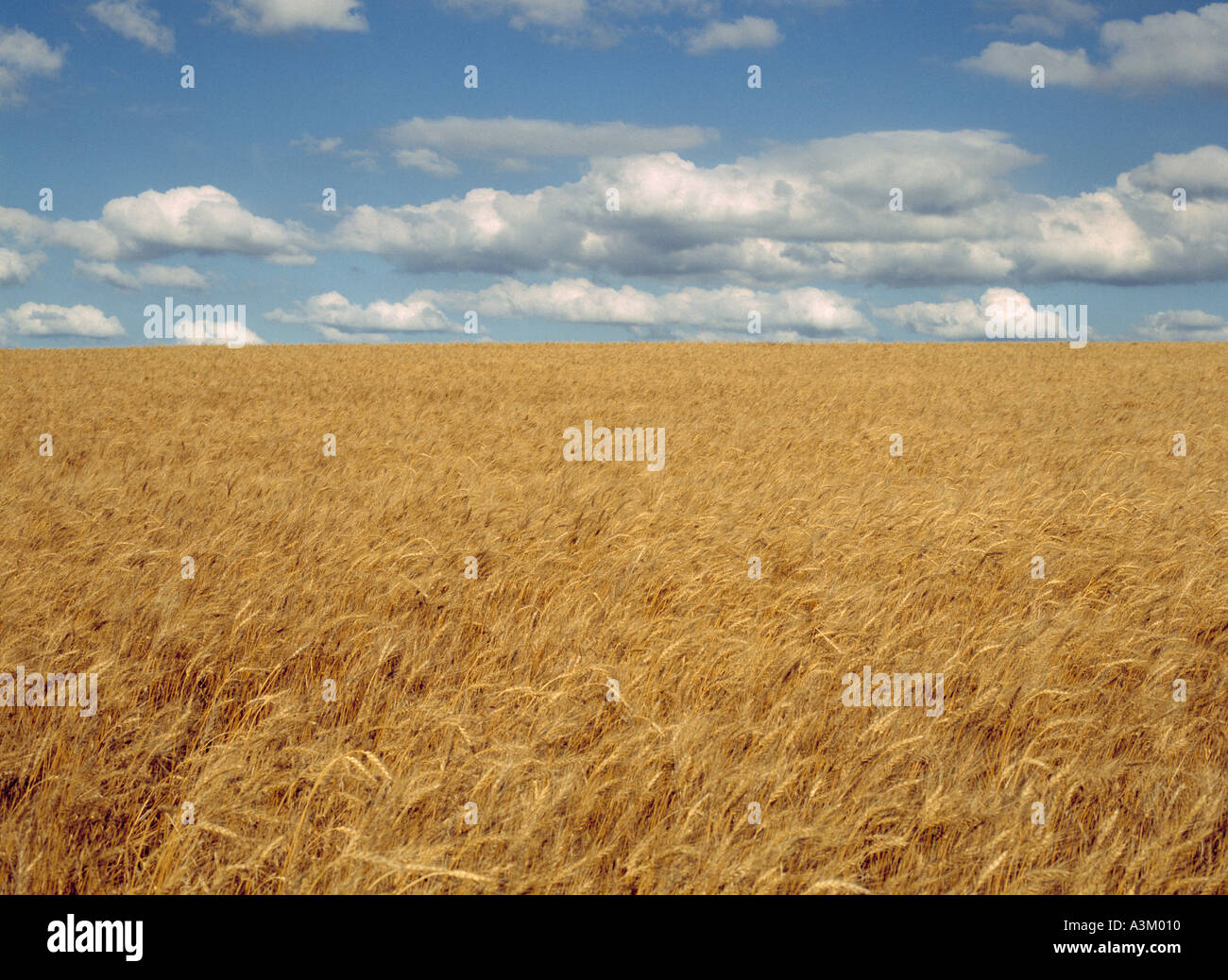 Campo di grano in orizzontale Foto Stock